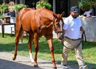 Hip 158 colt by Curlin out of Cavorting at Heartwood Farm, agent for Stonestreet Bred &amp; Raised at the Keeneland September sale near Lexington, Ky., on Sept. 13, 2026. 