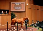 Hip 803, 2026 Keeneland September Sale
