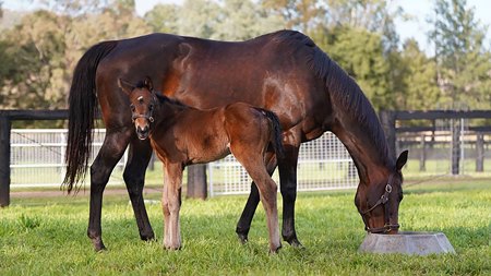 Winx and her foal by Too Darn Hot