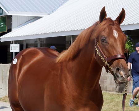 The Jack Christopher half brother to Magnitude, consigned as Hip 770, on the sales grounds at the Keeneland September Sale