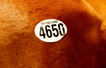 The last hip through the ring for the 12-day Keeneland September Yearling Sale