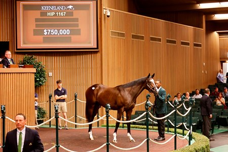 The Honor A. P. colt consigned as Hip 1167 in the ring at the Keeneland September Sale