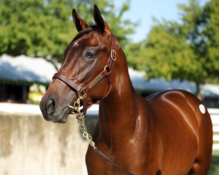 The Oscar Performance colt consigned as Hip 1459 for Book 3 of the Keeneland September Sale