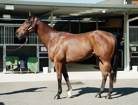 Bellatrix Star consigned as Lot 271 to the Inglis Digital Australia September (Early) Sale