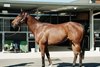 Inglis Digital AUS 2026 September (Early) Online Sale, Lot 271