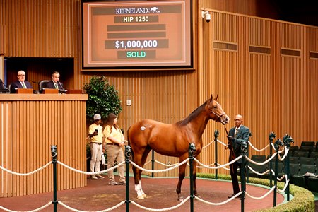 The Into Mischief colt consigned as Hip 1250 in the ring at the Keeneland September Sale