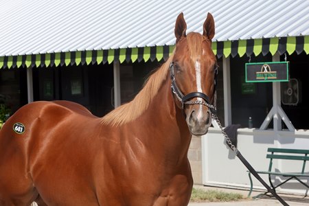 The Curlin colt to be offered as Hip 681 at the Keeneland September Sale