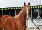 Hip 681 at Hill’n’ Dale Farm, 2026 Keeneland September Sale