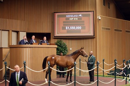 The Gun Runner filly consigned as Hip 516 in the ring at the Keeneland September Sale