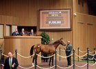Hip 516, 2026 Keeneland September Sale
