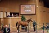 Hip 516, 2026 Keeneland September Sale