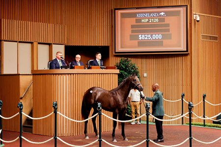 The Yaupon colt consigned as Hip 2126 in the ring at the Keeneland September Sale