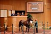 Hip 2126, consignor Brutus Clay, Romain Malhouitre, Tom Ryan buyer, 2026 Keeneland September Sale