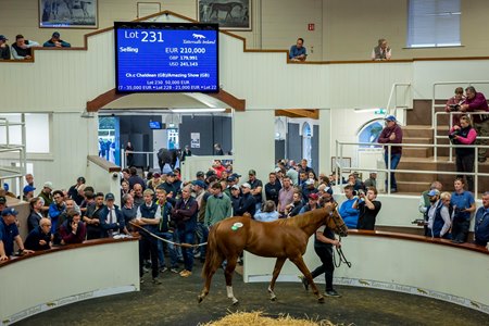 Lot 231, a son of Chaldean, in the ring at the Tattersalls Ireland September Yearling Sale