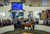 Lot 231, 2026 Tattersalls Ireland September Yearling Sale