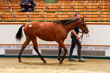 The Blue Point filly consigned as Lot 244 in the ring at the Tattersalls Somerville Yearling Sale
