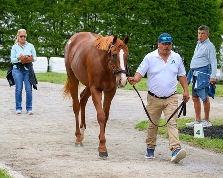 Souper Grand, a colt by Justify consigned as Hip 41 offered by Warrendale Sales as agent for Live Oak Stud at the Keeneland September Sale