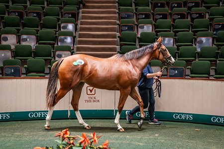 The Modern Games filly cataloged as Lot 388 in the ring at Goffs Orby Sale