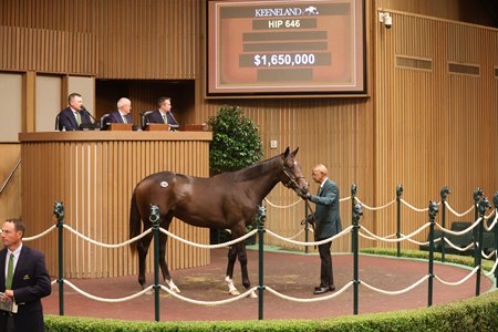 The Up to the Mark colt consigned as Hip 646 in the ring during the Keeneland September Sale