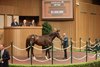 Hip 646, 2026 Keeneland September Sale