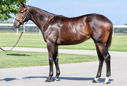 Hip 2415, a half sister to recent impressive maiden winner Imperial Honor, is scheduled to be offered Sept. 22 at the Keeneland September Yearling Sale