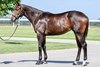Hip 2415, a half sister to recent impressive maiden winner Imperial Honor, is scheduled to be offered Sept. 22 at the Keeneland September Yearling Sale for consignor Warrendale Sales