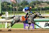 Forged Steel and jockey Edwin Gonzalez win the Grade I $300,000 Goodwood Stakes Saturday, September 26, 2026 at Santa Anita Park, Arcadia, CA.  
Benoit Photo