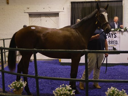 Hip 34, the sales topper for $95,000, stands in the ring at the Iowa Thoroughbred Breeders and Owners Association All Age Thoroughbred Sale