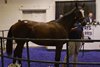2026 Iowa Thoroughbred Breeders and Owners Association All Age Thoroughbred Sale, Hip 34
2025 bay colt by Goldencents out of Miss Waikiki, by Liaison, topped the sale at a record
$95,000