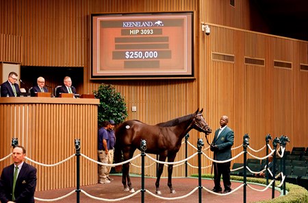 The son of Dialed In consigned as Hip 3093 in the ring at the Keeneland September Sale