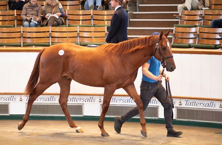 The Lope de Vega colt consigned as Lot 920 in the ring at the Tattersalls October Yearling Sale