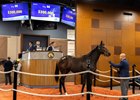 2026 Fasig-Tipton Eastern Fall Yearlings Sale, Hip 98