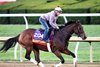 Nitrogen - Gallop - KEE - 102426