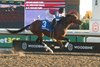 Fire and Wine wins the 2026 Ontario Derby at Woodbine