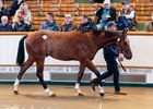 Lot 409  Night of Thunder (IRE) / Capture The Heart (IRE) B.C. (GB) Fittocks StudAce Stud2,200,000 Tattersalls Book 1 08/10/2026