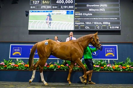 The Showtime colt consigned as Lot 127 at the Magic Millions Gold Coast Horses in Training Sale