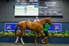 Lot 127, 2026 Magic Millions Gold Coast Horses in Training Sale