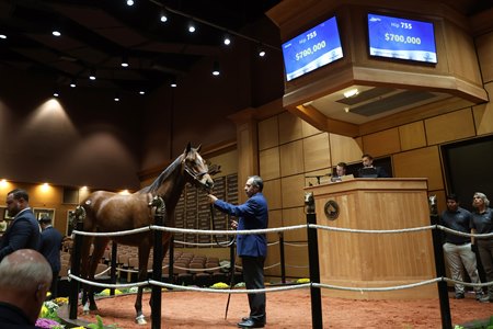 The Into Mischief colt consigned as Hip 755 at the Fasig-Tipton Kentucky October Yearlings Sale