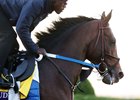 Magnitude - Gallop - Keeneland Race Course - 102626