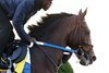 Magnitude - Gallop - Keeneland Race Course - 102626