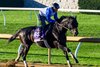 Knightsbridge works 4f in 48.00 at Keeneland in Lexington, Ky., on Oct. 24, 2026. 