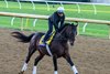 Sovereignty - Gallop - KEE - 102426