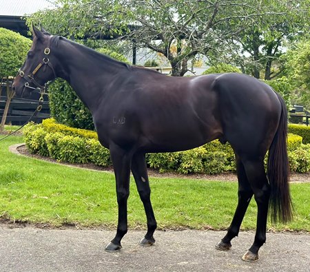Confederation tops the Inglis Digital Australia October (Late) Online Sale
