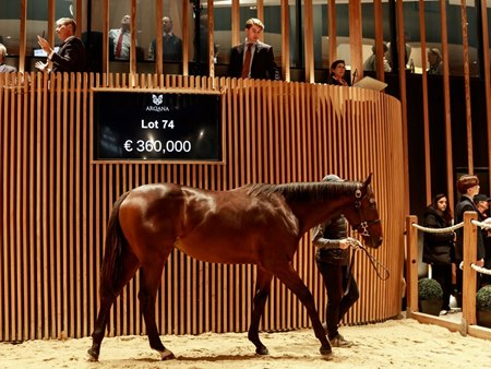 The Blue Point colt consigned as Lot 74 in the ring at the Arqana October Yearling Sale