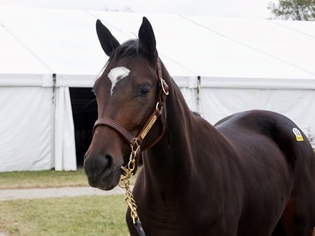 The Up to the Mark filly, consigned as Hip 92, by Paramount Sales, agent