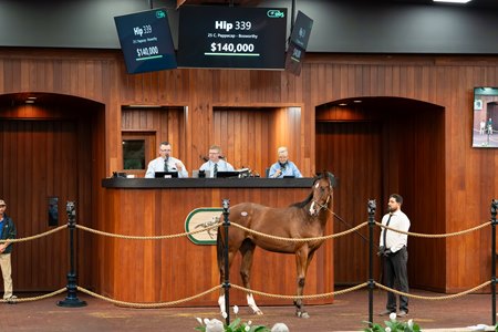 The Pappacap colt consigned as Hip 339 in the ring at the OBS October Yearling Sale