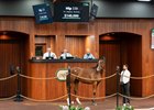 2026 OBS October Sale, Hip 339