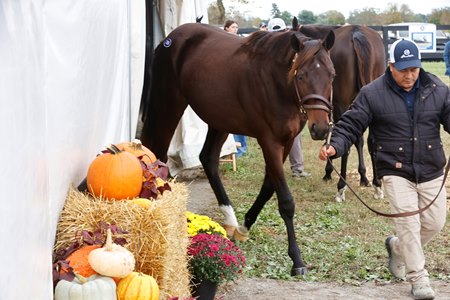 The Fasig-Tipton Kentucky October Yearlings Sale begins its four-day run Oct. 19