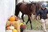 Scenics, 2026 Fasig-Tipton October Sale