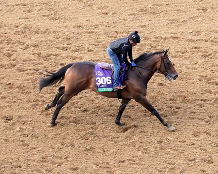 Breeders' Cup Filly and Mare Turf entrant and Chilean native Eccentric trains Oct. 28 at Keeneland